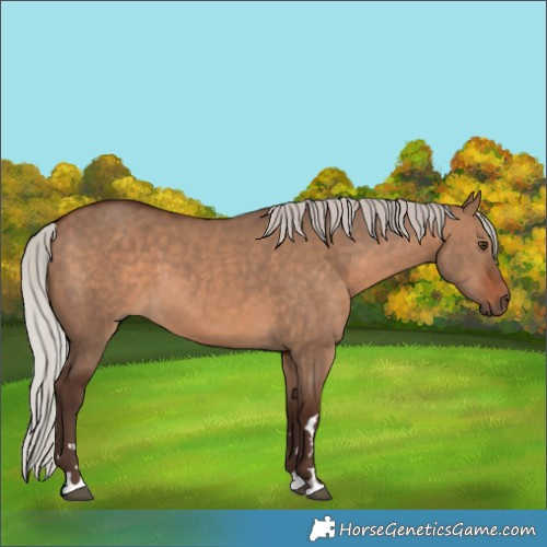 Horse Color:Silver Brown Dun