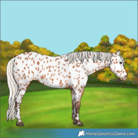 Horse Color:Silver Bay Appaloosa 