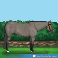 Horse Color:Grullo 
