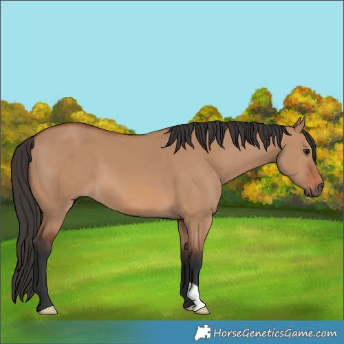 Horse Color:Bay Dun