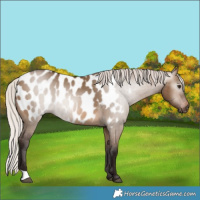 Horse Color:Gray Silver Brown Dun Near Leopard 