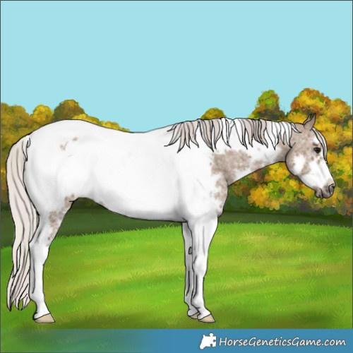 Horse Color:Silver Grullo Sabino Tobiano Frame