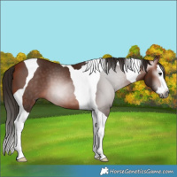 Horse Color:Gray Bay Splash Tobiano 