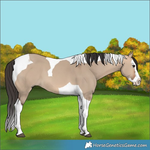 Horse Color:Bay Dun Splash Tobiano 
