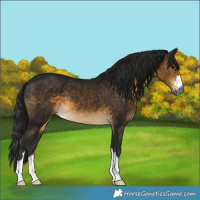 Horse Color:Gray Buckskin 