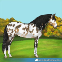 Horse Color:Gray Buckskin Dun Near Leopard 