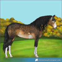 Horse Color:Gray Buckskin 