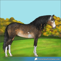 Horse Color:Gray Buckskin 