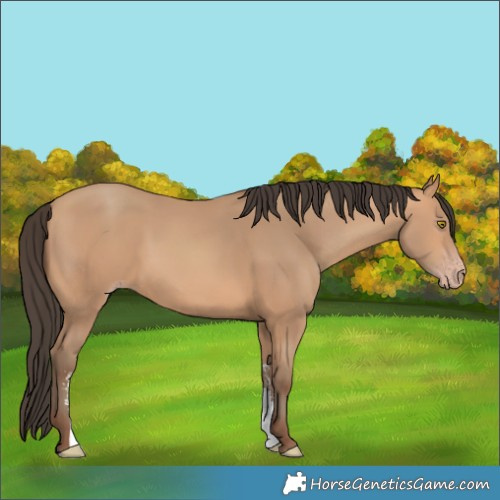Horse Color:Amber Champagne Sabino 