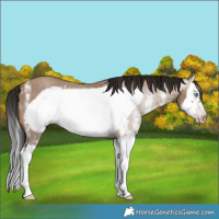 Horse Color:Gray Amber Champagne Sabino Splash Frame 