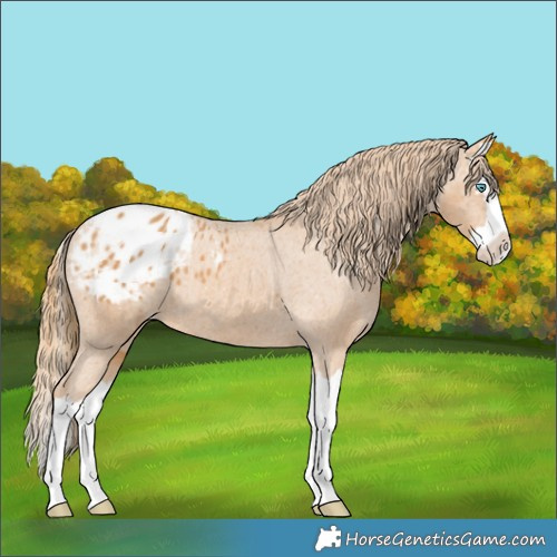 Horse Color:Chestnut Splash Appaloosa 