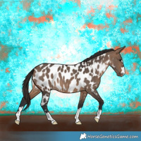 Horse Color:Brown Dun Appaloosa 