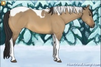 Horse Color:Buckskin Dun Tobiano 