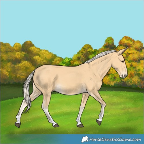 Horse Color:Palomino 