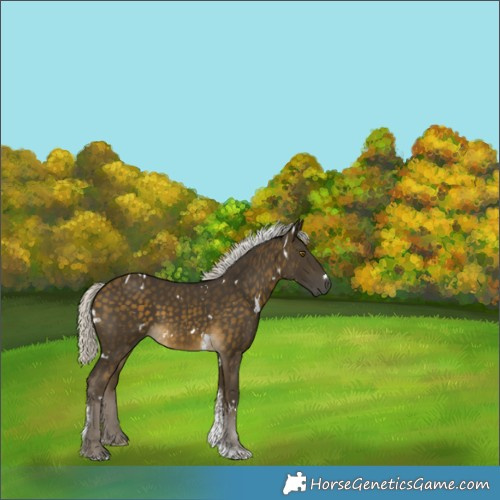 Horse Color:White Spotted Silver Buckskin Tobiano Rabicano 