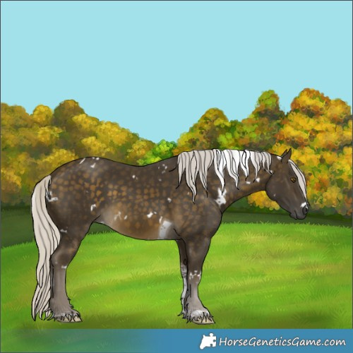 Horse Color:White Spotted Silver Buckskin Tobiano Rabicano 