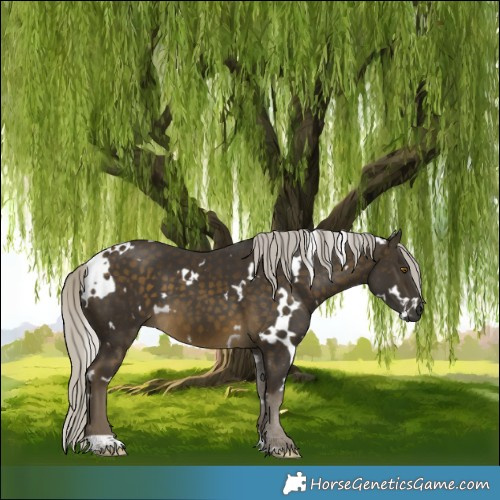 Horse Color:White Spotted Silver Buckskin 