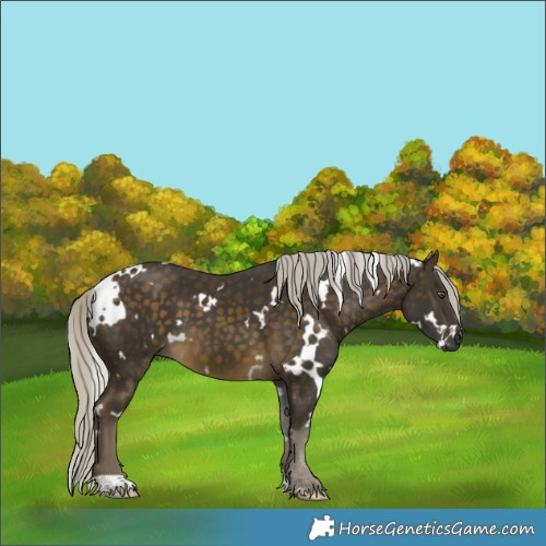 Horse Color:White Spotted Silver Buckskin