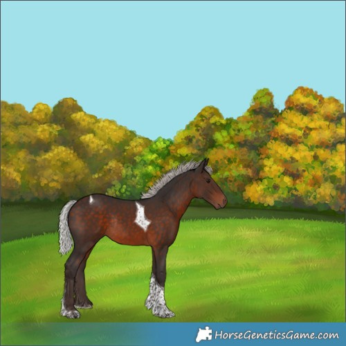 Horse Color:Silver Brown Tobiano Rabicano 