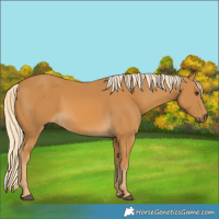 Horse Color:Palomino 