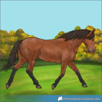 Horse Color:Bay 