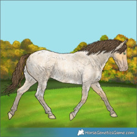 Horse Color:Amber Cream Champagne Ice Roan 