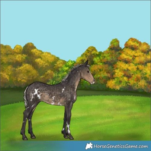 Horse Color:White Spotted Silver Smoky Black Frame Rabicano 
