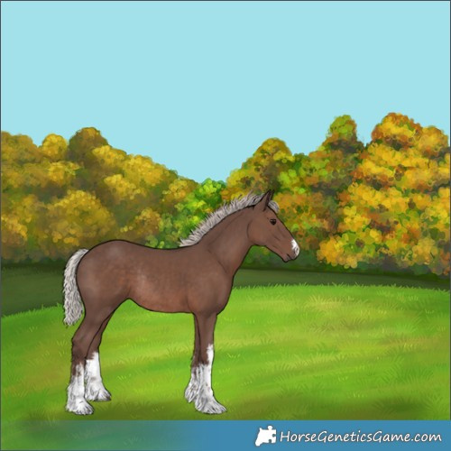 Horse Color:White Spotted Silver Black Rabicano 
