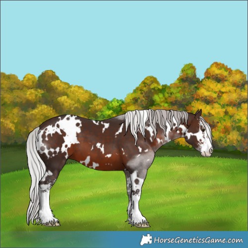Horse Color:White Spotted Silver Brown Mushroom Sabino 