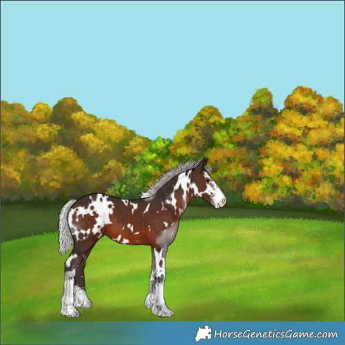 Horse Color:White Spotted Silver Brown Mushroom Sabino 