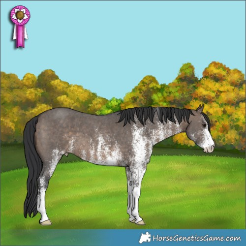 Horse Color:White Spotted Brown Dun 