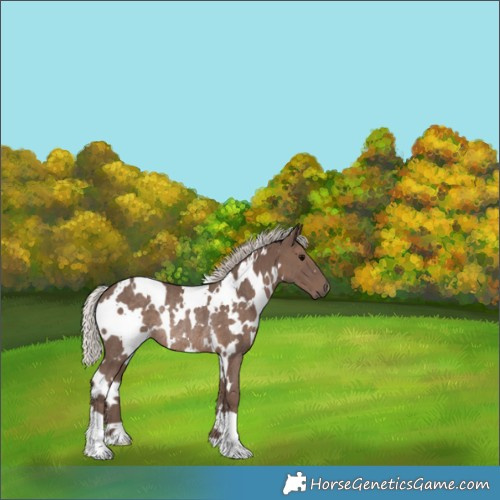 Horse Color:White Spotted Silver Black Rabicano 