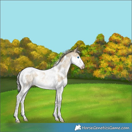 Horse Color:Gray Silver Smoky Grullo Pearl Splash Tobiano Appaloosa 