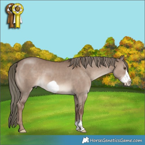 Horse Color:Liver Red Dun Mushroom Frame 