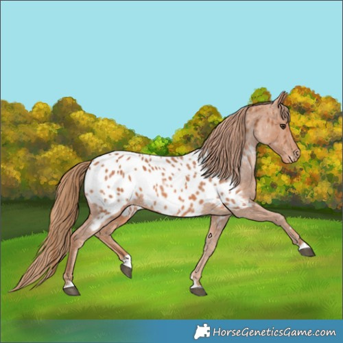 Horse Color:Chestnut Blanket 