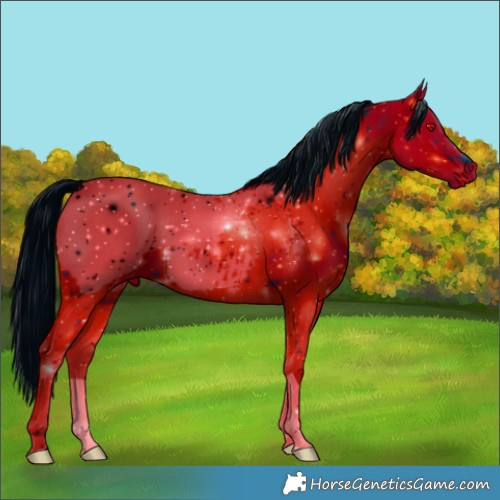 Horse Color:ERROR: UNKNOWN ANOMALY