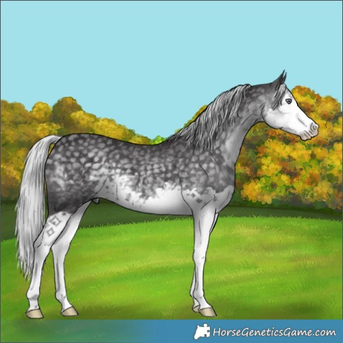 Horse Color:Silver Smoky Black Chinchilla Splash 