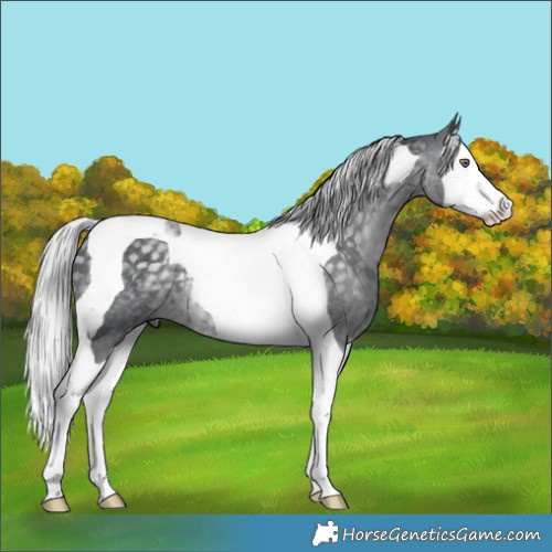 Horse Color:Silver Black Chinchilla Splash Tobiano 
