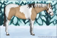 Horse Color:Buckskin Dun Splash Tobiano