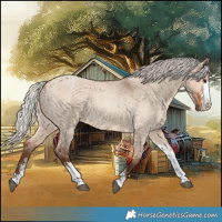 Horse Color:Silver Bay Roan Dun Sabino