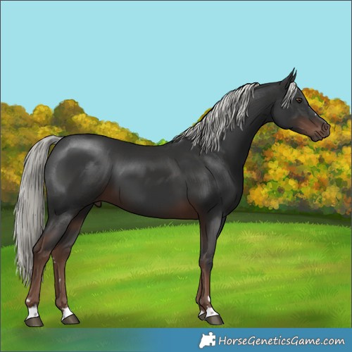 Horse Color:Liver Chestnut Mushroom 