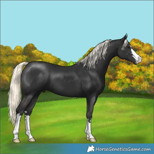 Horse Color:Liver Chestnut Mushroom 
