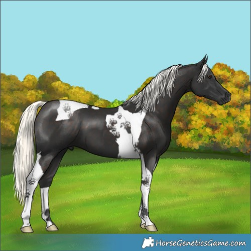 Horse Color:Liver Chestnut Mushroom Tobiano 