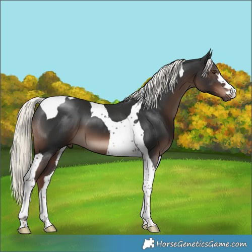 Horse Color:Liver Chestnut Mushroom Tobiano 
