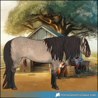 Horse Color:Bay Dun 