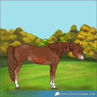 Horse Color:Chestnut 