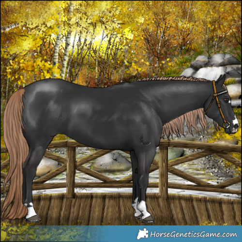 Horse Color:Liver Chestnut 