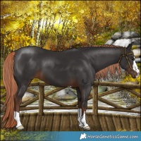 Horse Color:Liver Chestnut 