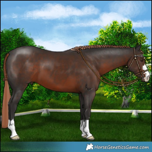 Horse Color:Liver Chestnut 
