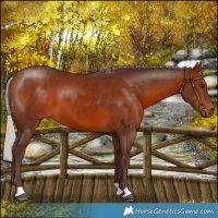 Horse Color:Silver Brown 